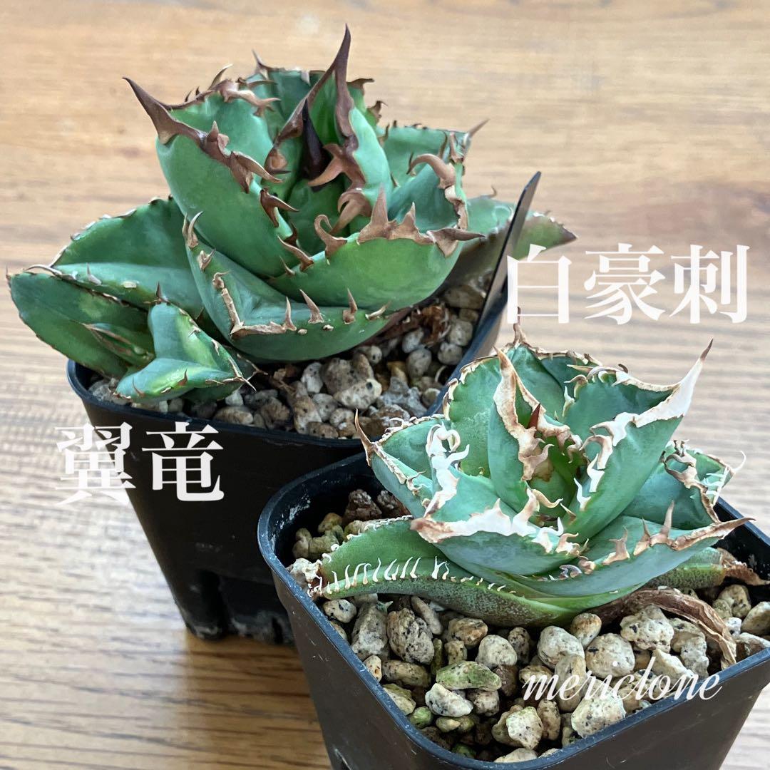 【初売りセット13】103 TC2株　アガベ　翼竜　白豪刺　太棘　鉢ごと発送