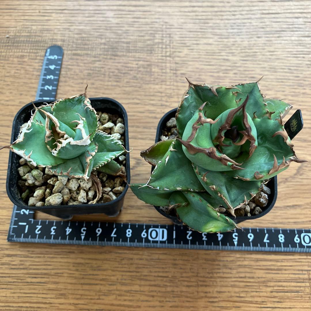 【初売りセット13】103 TC2株　アガベ　翼竜　白豪刺　太棘　鉢ごと発送