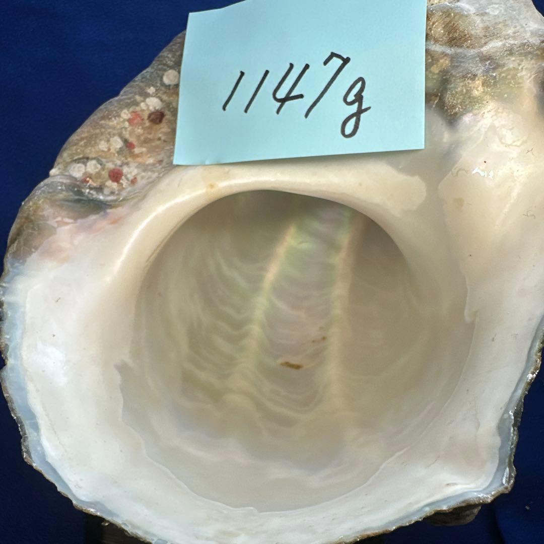 特大夜光貝　ヤコウ貝　まとめ売り　17個 約21kg アクセサリー　ルアー