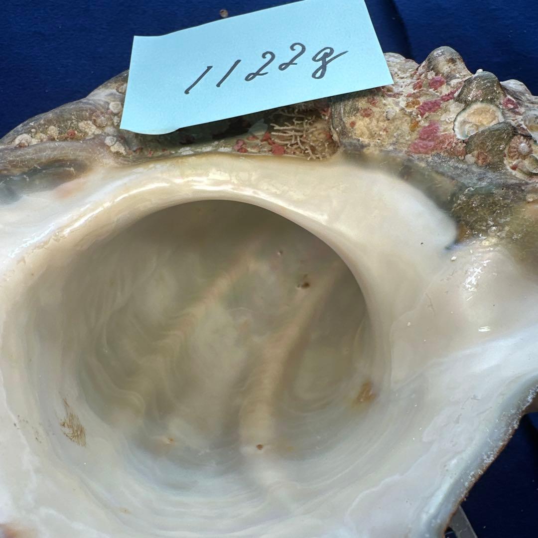 特大夜光貝　ヤコウ貝　まとめ売り　17個 約21kg アクセサリー　ルアー