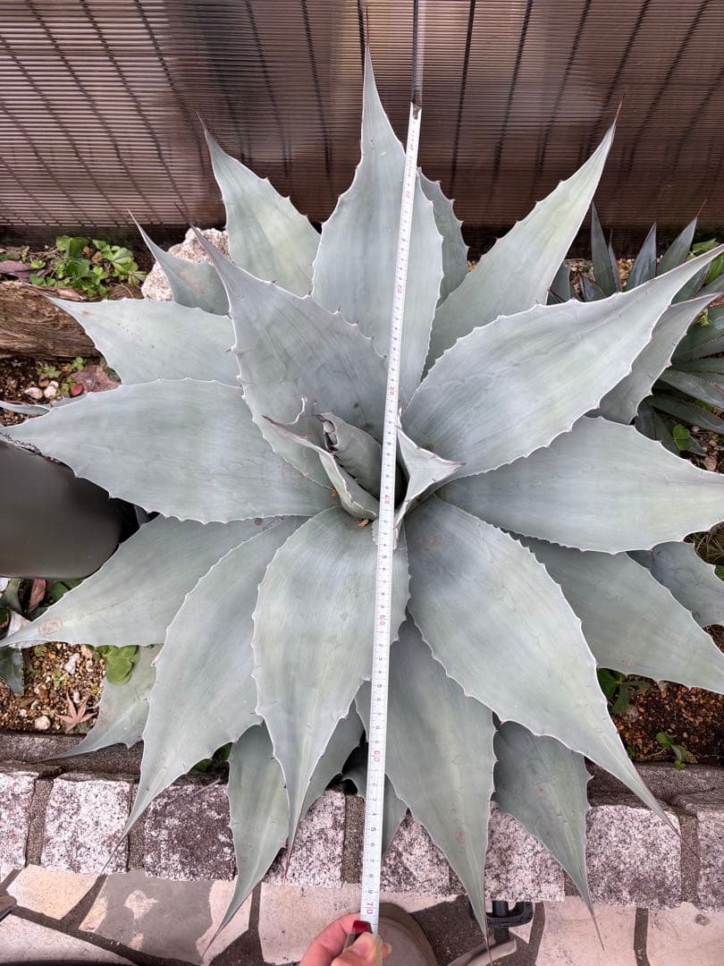 オバティフォリア　バンジー　70cm大株