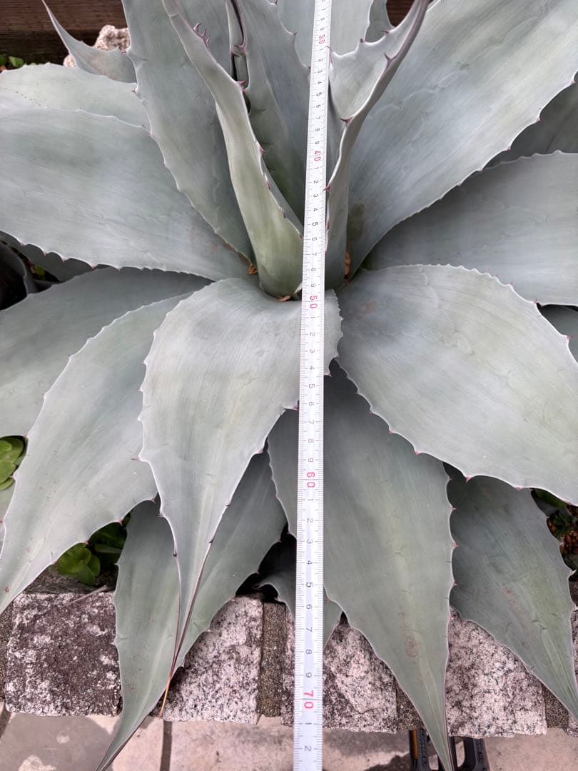 オバティフォリア　バンジー　70cm大株