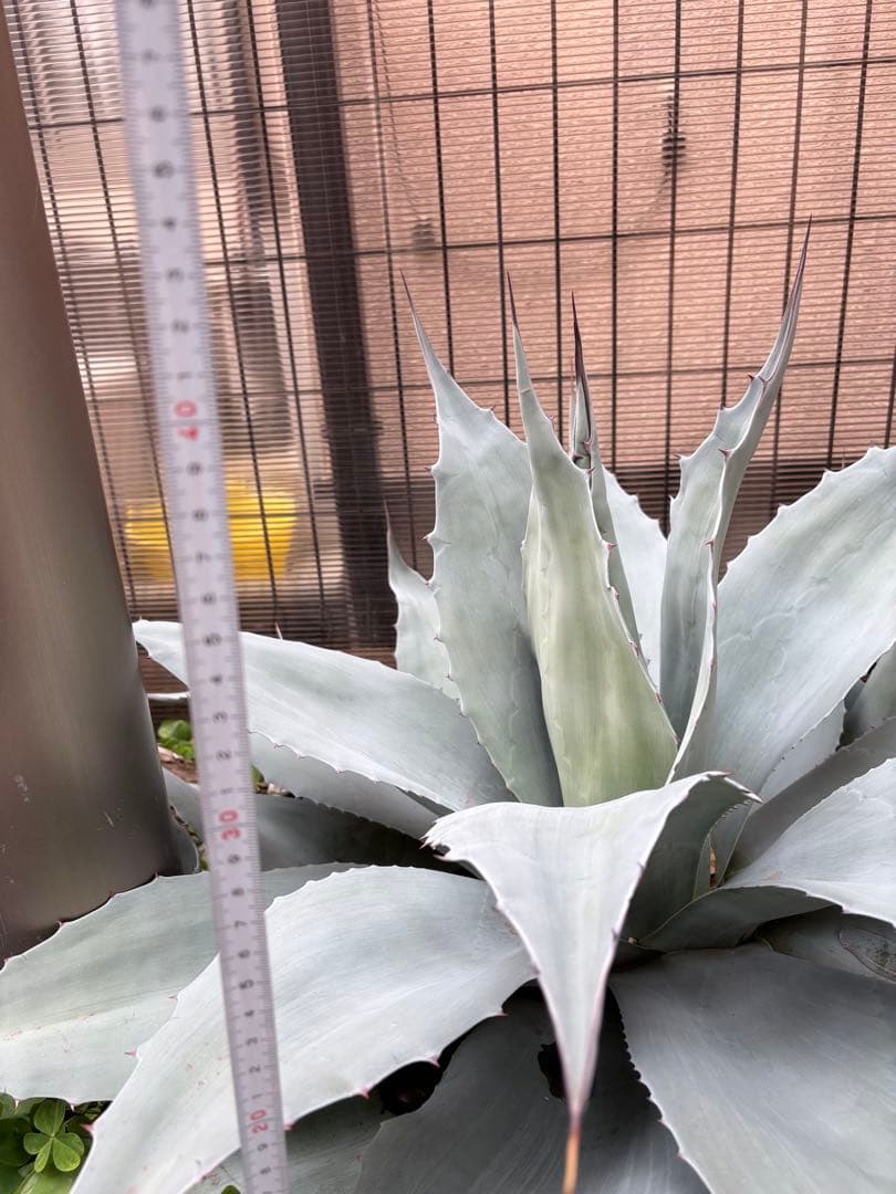 オバティフォリア　バンジー　70cm大株