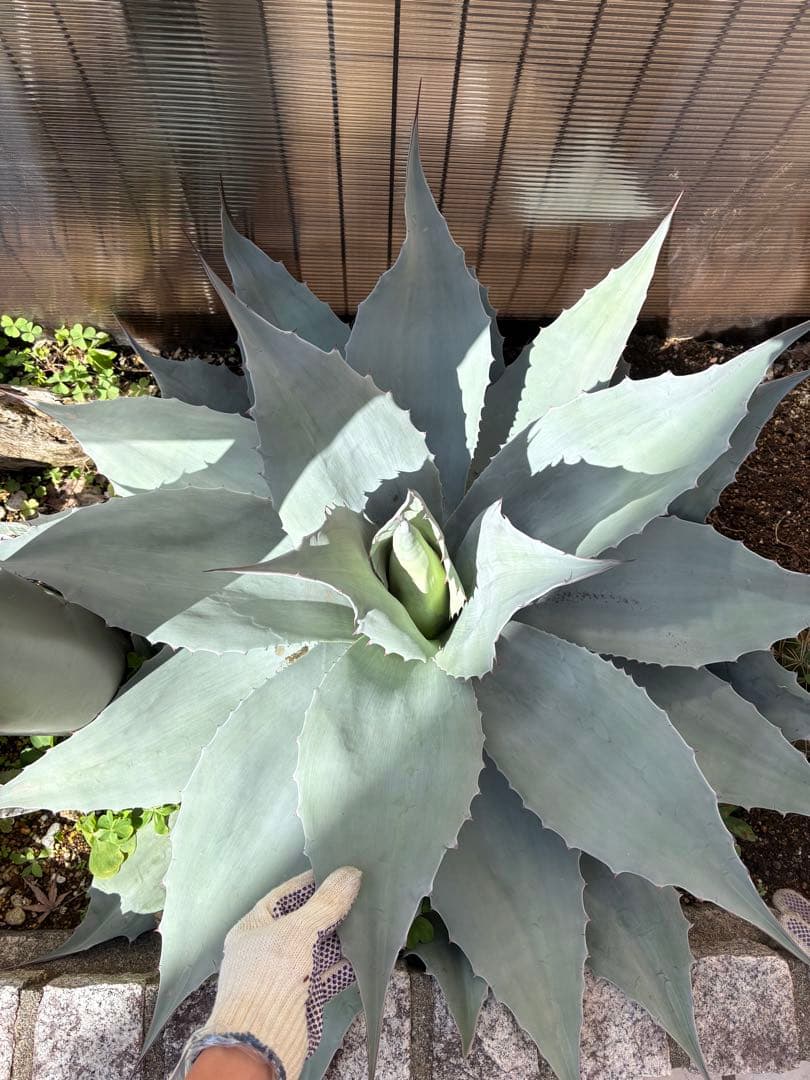 オバティフォリア　バンジー　70cm大株