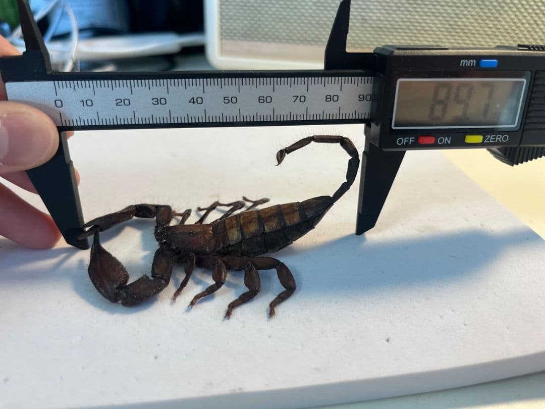【極美標本】フラットロックスコーピオン 全長9cm程サソリムカデタランチュラ