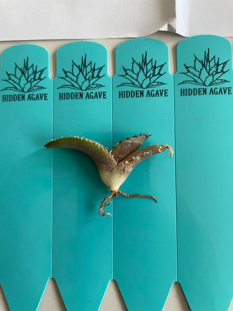 ③発根済み Hidden Agave titanota 'creep'