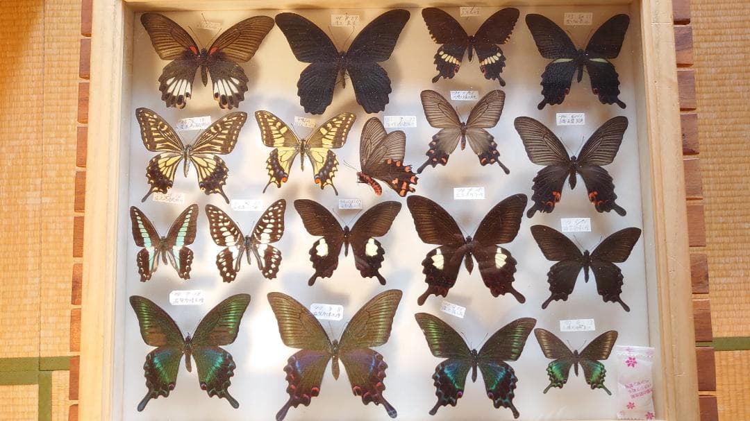 アゲハ蝶 桐箱標本 18体セット