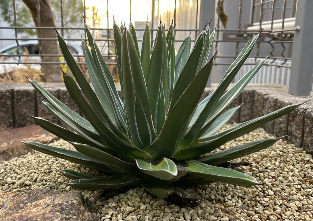 大株　アガベ　笹吹雪　ニッケルシー　40cm