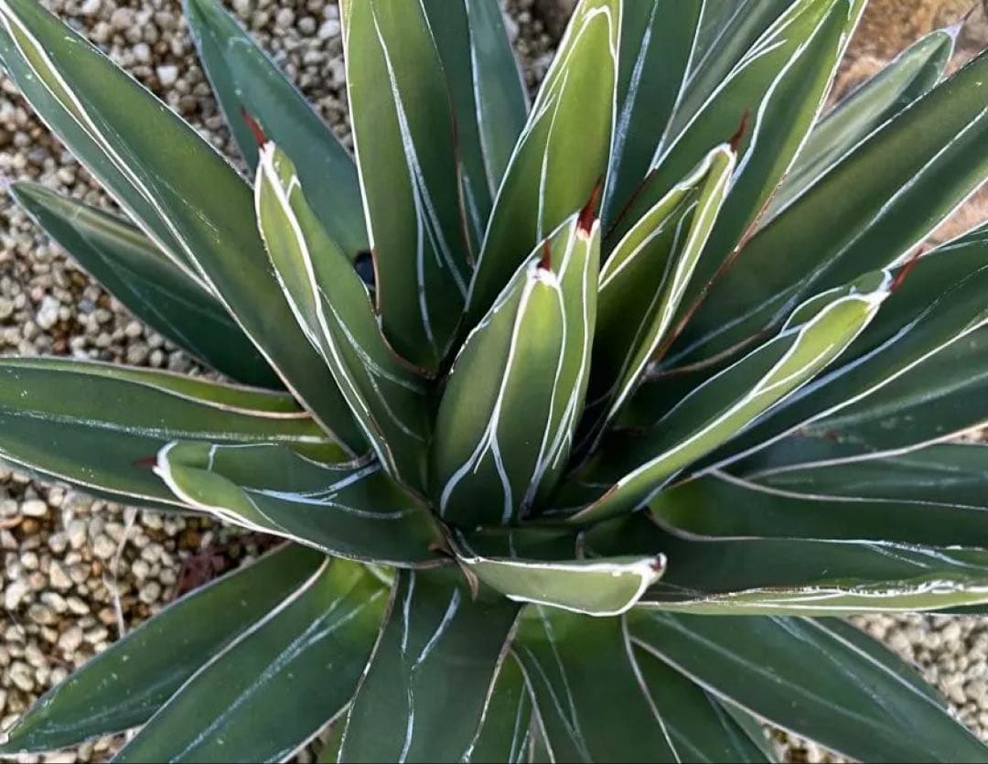 大株　アガベ　笹吹雪　ニッケルシー　40cm