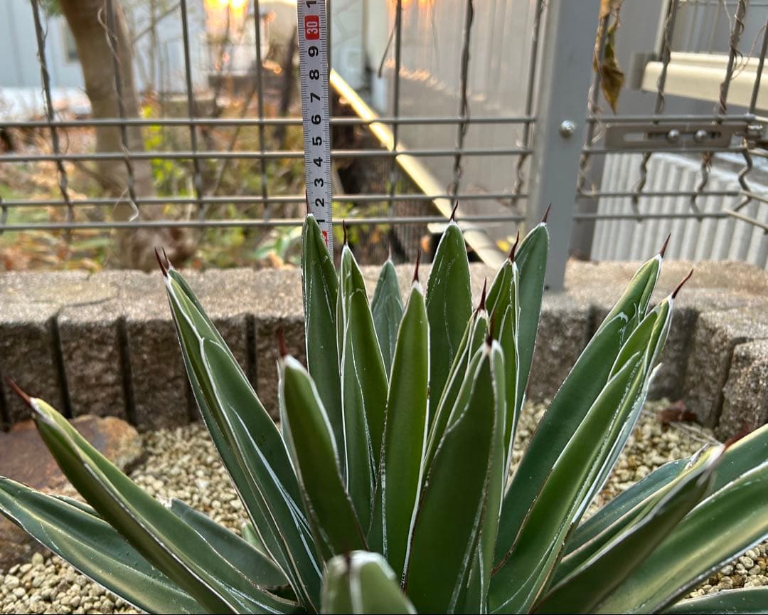 大株　アガベ　笹吹雪　ニッケルシー　40cm