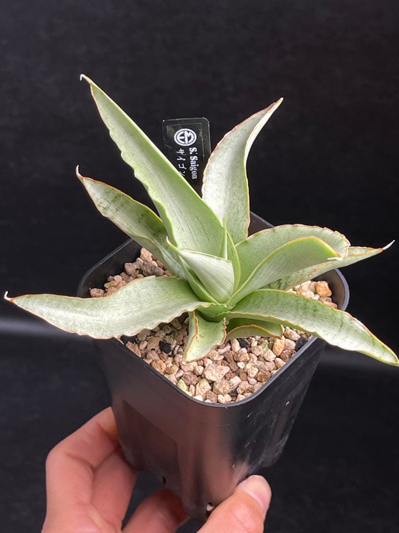 EMP サンセベリア Saigon / 最後の写真が成長株です SA353