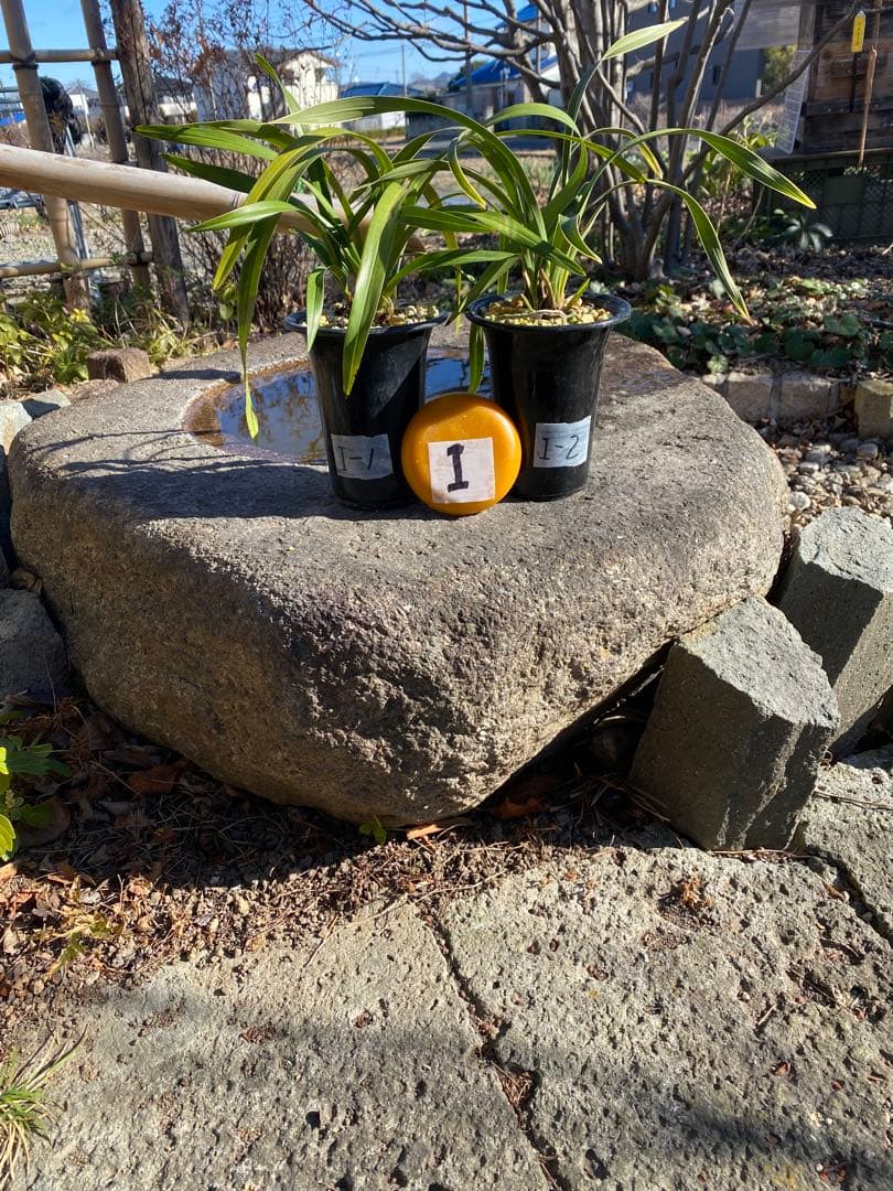 花芽付きキンリョウヘン2鉢 日本蜜蜂の蜜蝋サービス