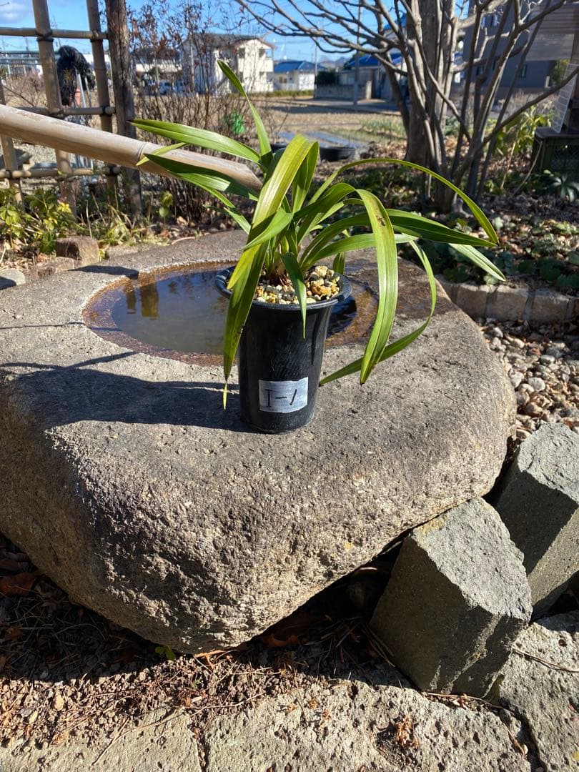 花芽付きキンリョウヘン2鉢 日本蜜蜂の蜜蝋サービス