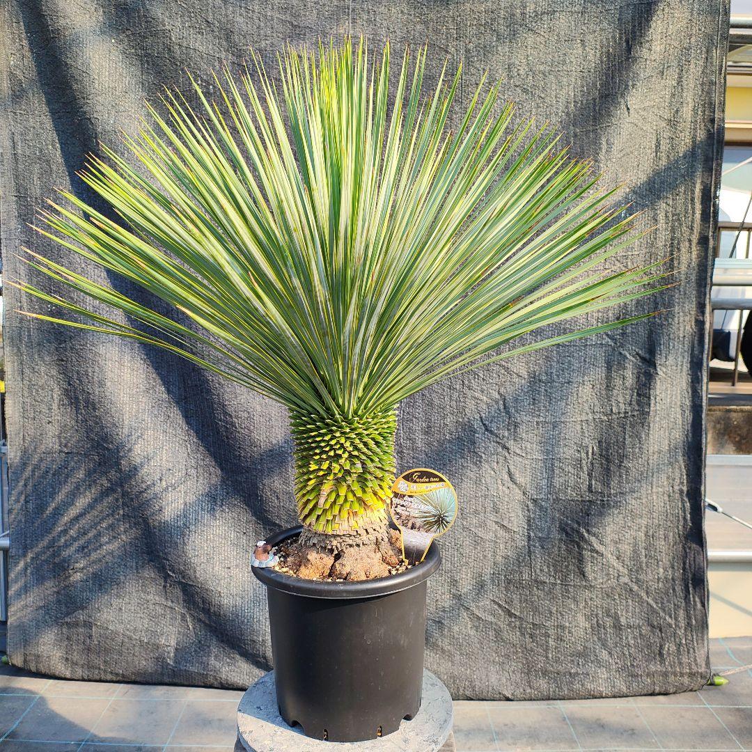 タ*ヤ様 ユッカ　サファイアスカイズ