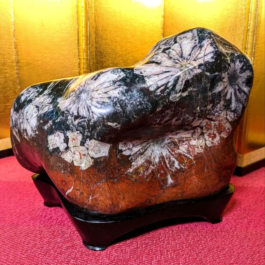 菊花石 岐阜県根尾谷産4.9㌔ 鑑賞石 観賞石 水石 盆石 天然石 三蓋松同種