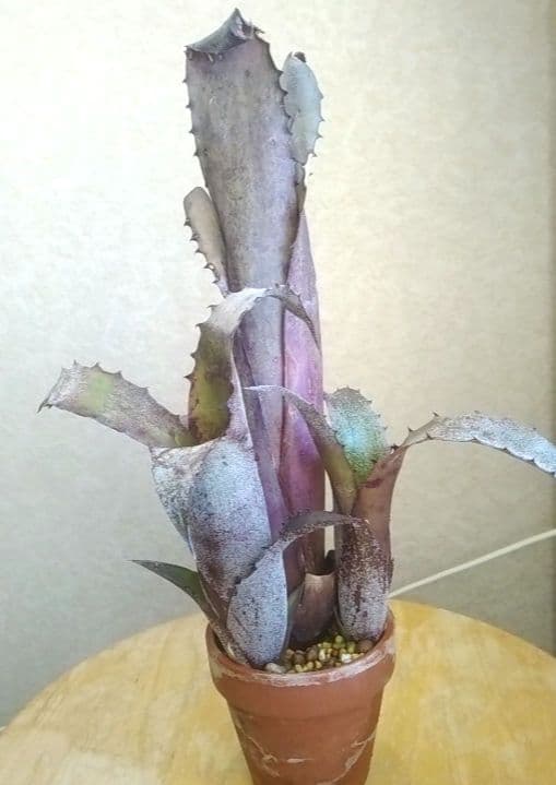 ホヘンベルギア　sp. レメ#2203　最終価格　10月31日終了