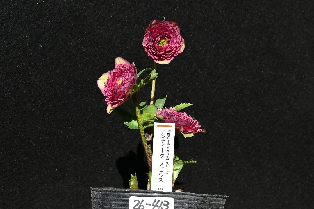 クリスマスローズ　特上！！ 今季初出品　アンティークメビウス　加藤農園