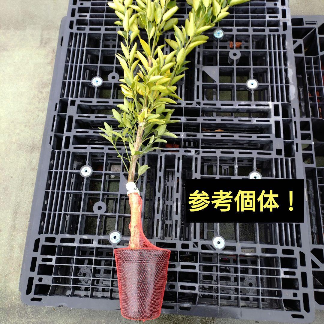 限定販売品！「津の輝」「せとか」３年生セット販売品！