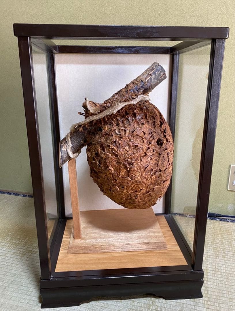 蜂の巣　木製ガラスケース入り 置物