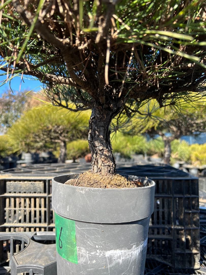 黒松盆栽　中品　樹齢約35年　106