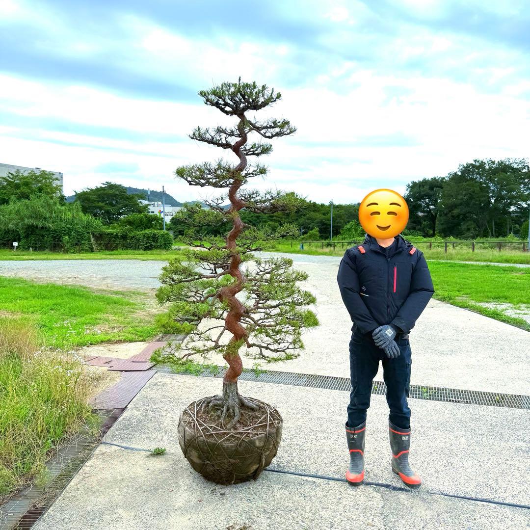 赤松『全長235cm』　引き取り限定。配達も可能。配達の場合、植込み無料