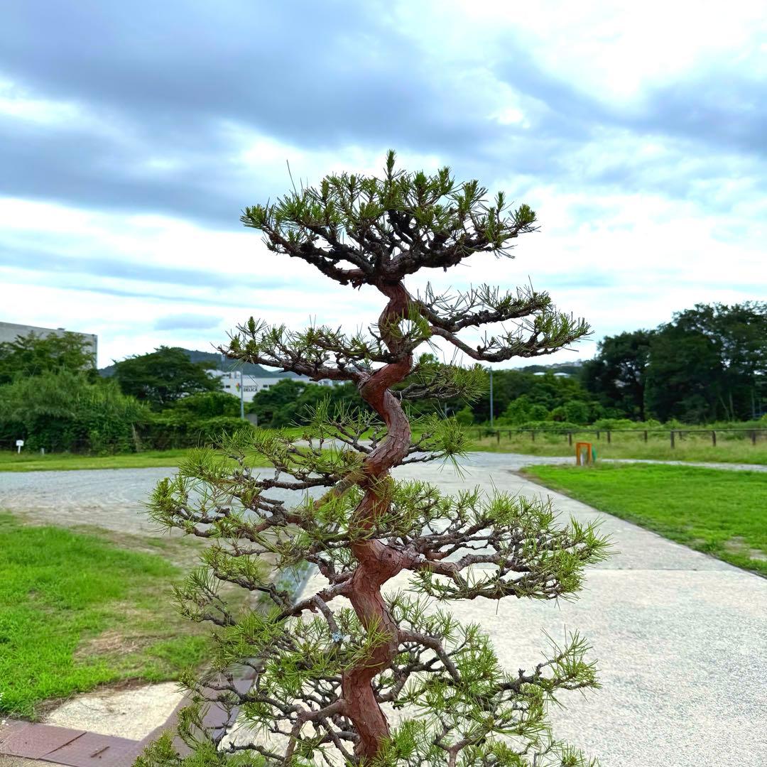 赤松『全長235cm』　引き取り限定。配達も可能。配達の場合、植込み無料