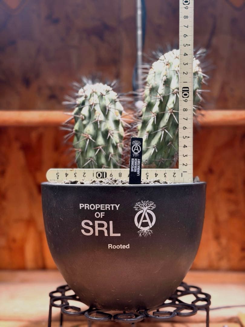 コピアポア 黒士冠ダブルベッド× NEIGHBORHOOD SRL Lサイズ