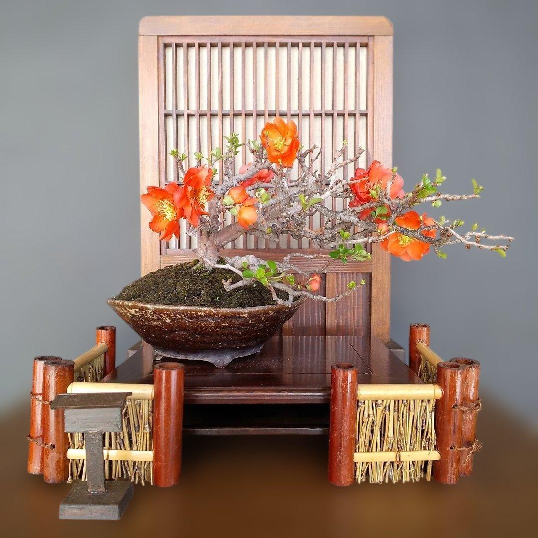 ボケ 盆栽(朱色 、八重咲)