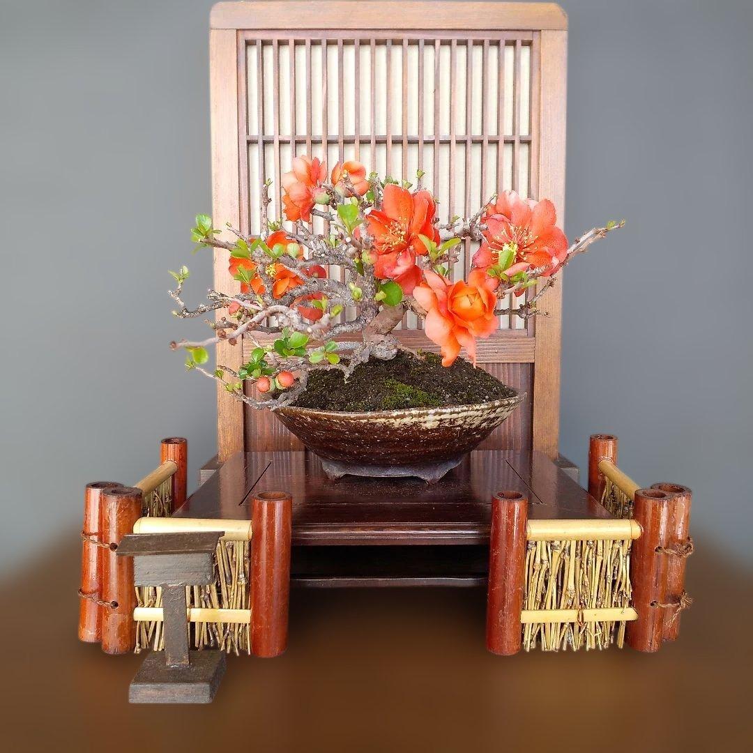 ボケ 盆栽(朱色 、八重咲)