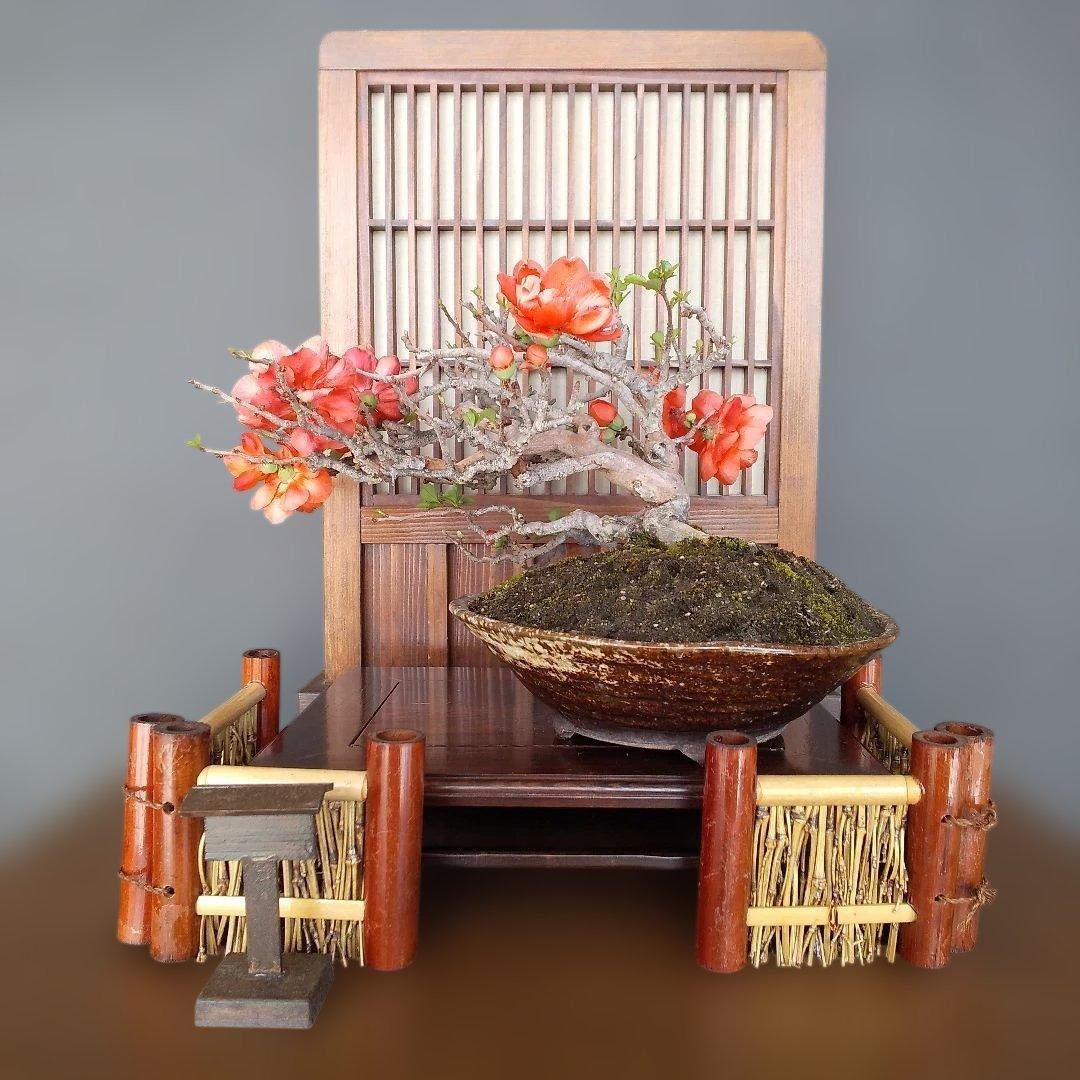 ボケ 盆栽(朱色 、八重咲)