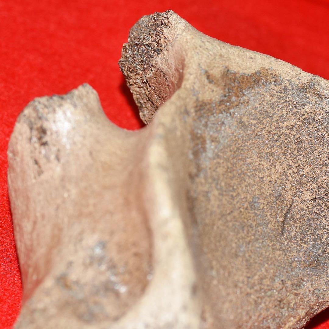 ハンガリー産 メリジオナリスゾウの環椎骨化石