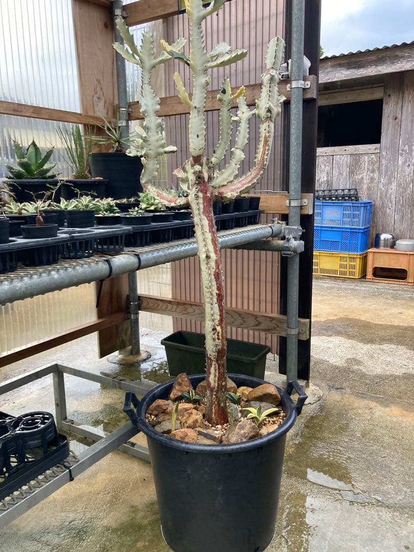 ホワイトゴースト20年物(引取り限定)