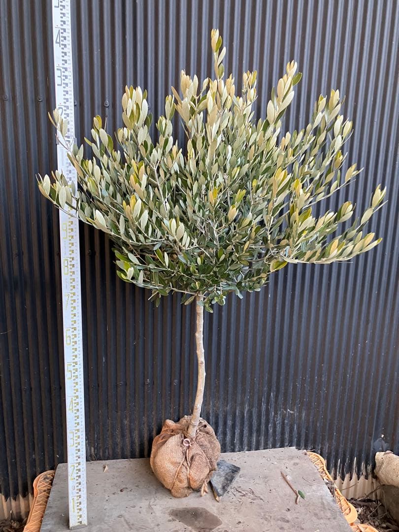 オリーブの木　ミッション