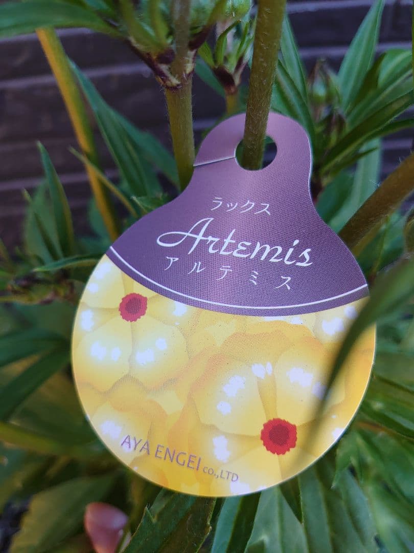 ラナンキュラスラックス　アルテミスII　変わり咲き　開花鉢