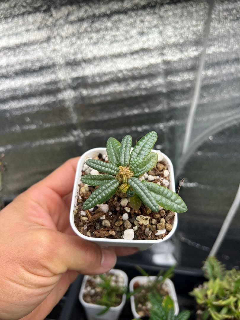 ドルステニアギガス　ブラータ　実生株