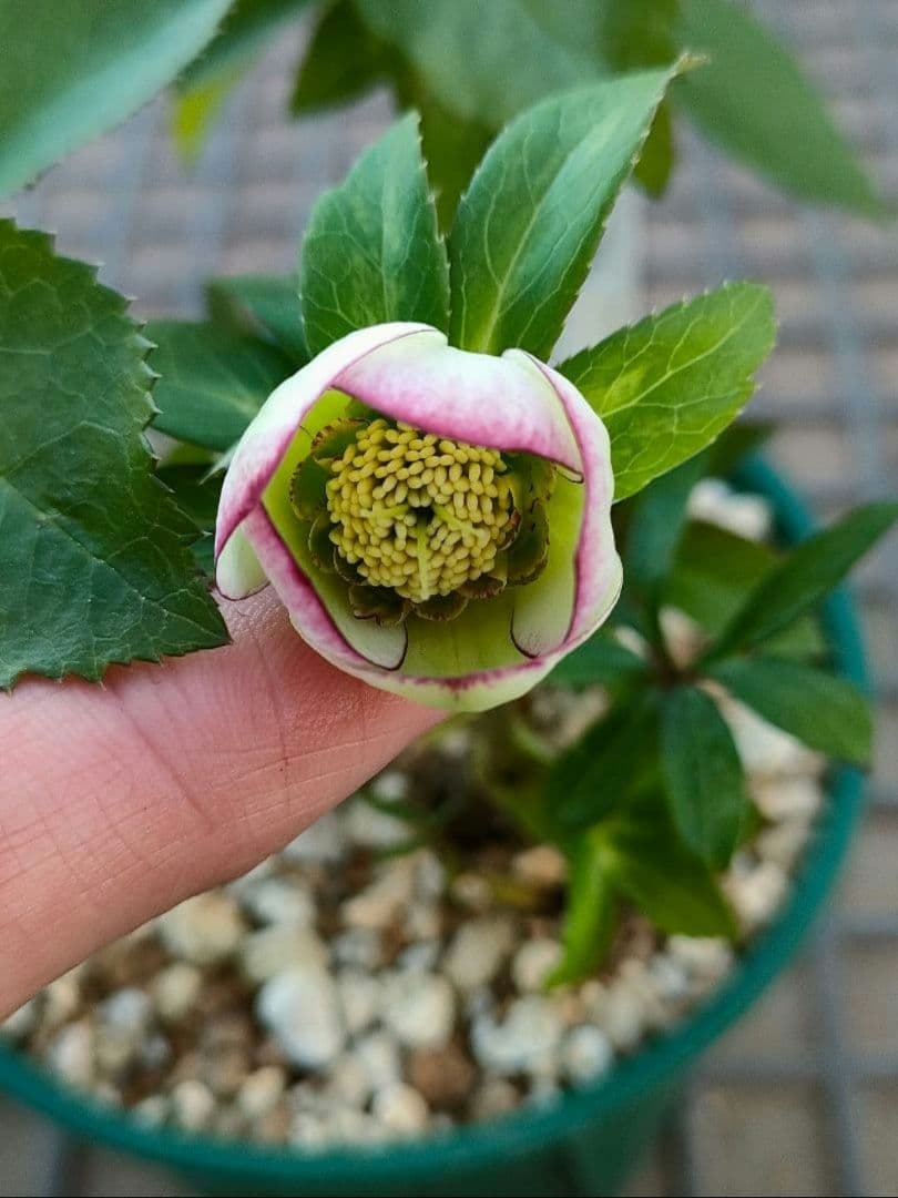 クリスマスローズ　超充実株　＆　大木ナーサリー4号鉢