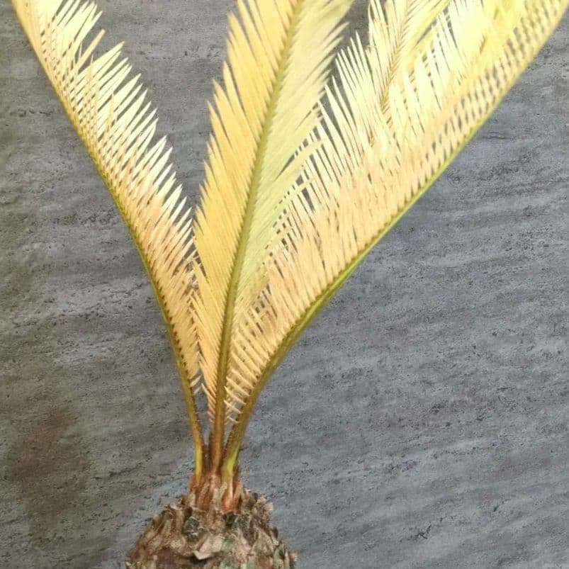 よしにゃあ【極上SSS級株】 黄金ソテツ 　アテナータ　セット