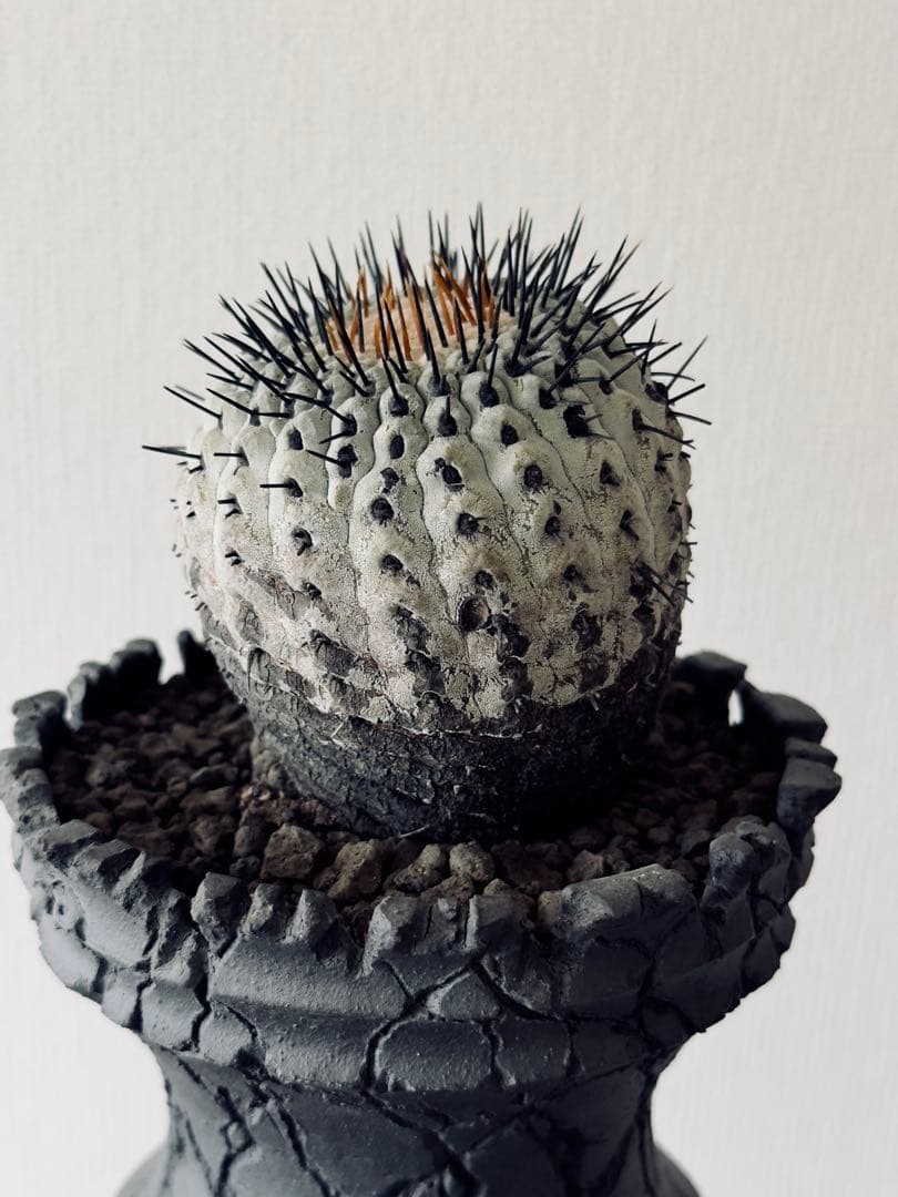 コピアポア Copiapoa コルムナアルバ　現地球　白肌美株　弧竜丸　黒王丸