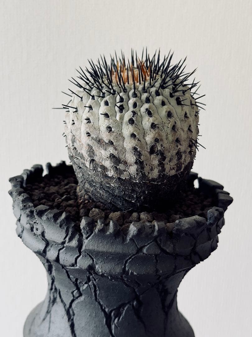 コピアポア Copiapoa コルムナアルバ　現地球　白肌美株　弧竜丸　黒王丸