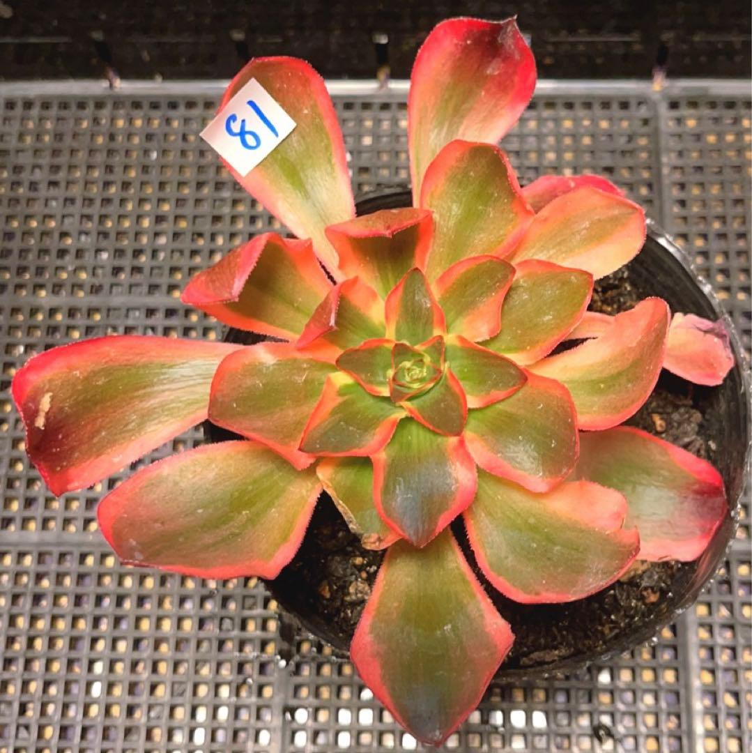 81#多肉植物❤️アエオニウム錦❤️Voo doo 錦❤️紅魔女❤️1大頭15cm拔き苗