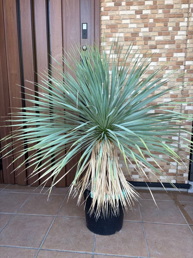 【タイ産】発根済　ユッカロストラータ