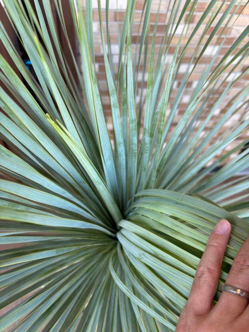 【タイ産】発根済　ユッカロストラータ