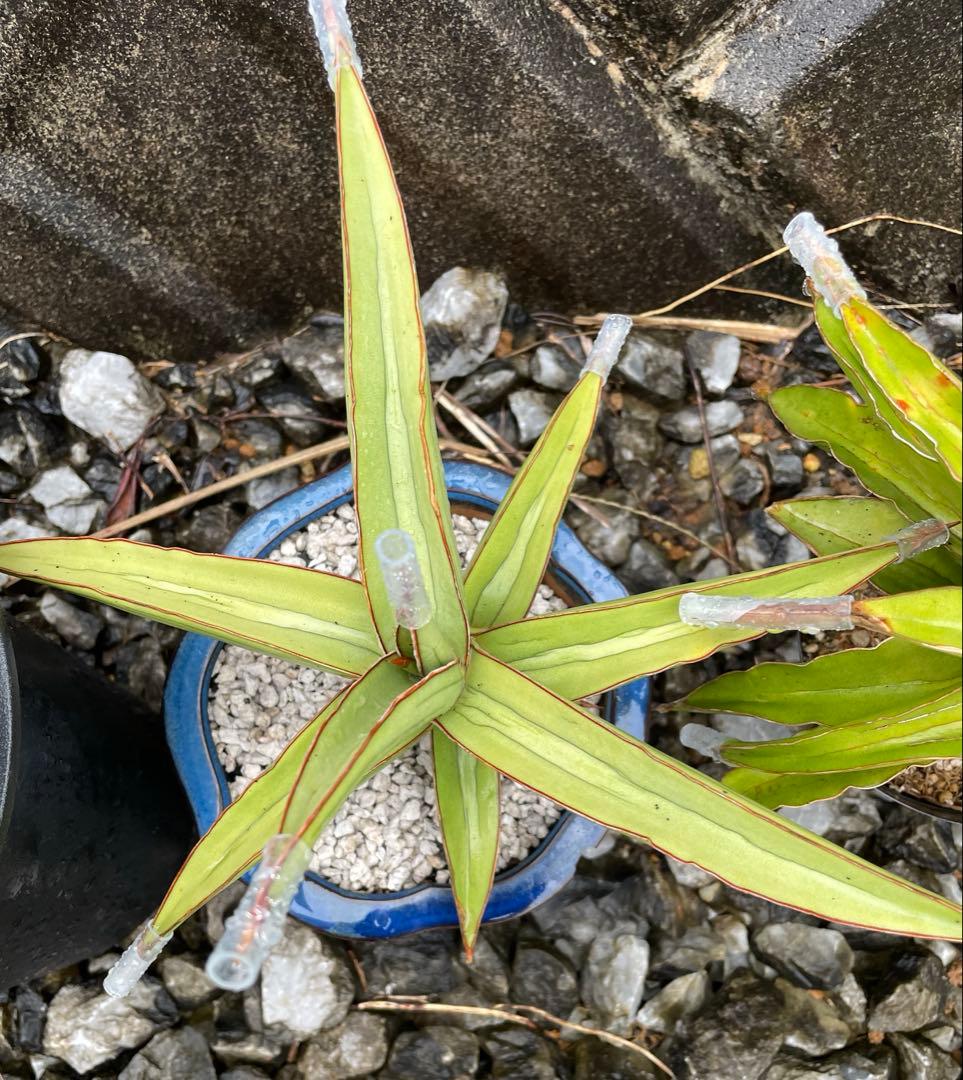 サンスベリア　ラブラノス23251 ハイパー　　イエローワンダー　希少