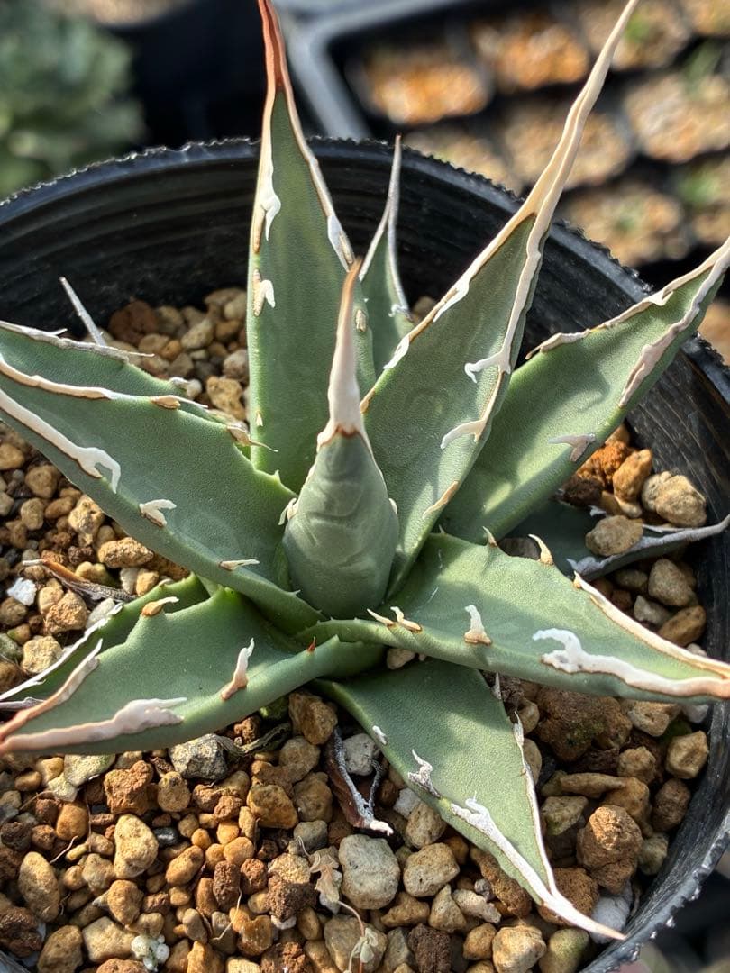 アガベ エボリスピナ　実生選抜　白棘