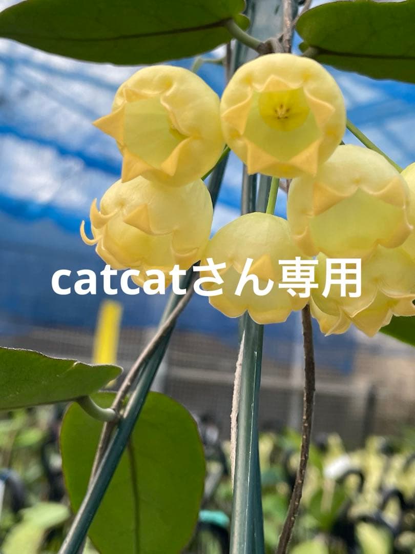 catcatさん専用 ＊ Hoya ＊ ホヤ ＊ inflata