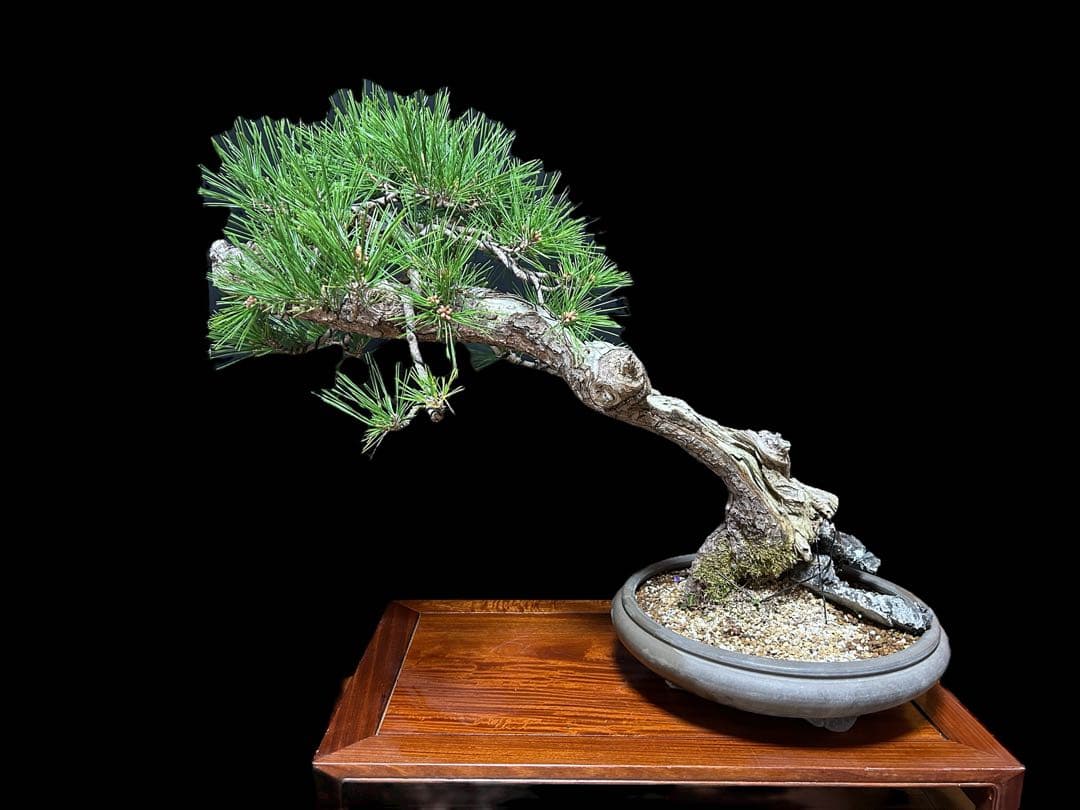 【盆栽屋大和】黒松盆栽　樹齢６０年取りに来れる方大歓迎 自社配送も可 大品展示品