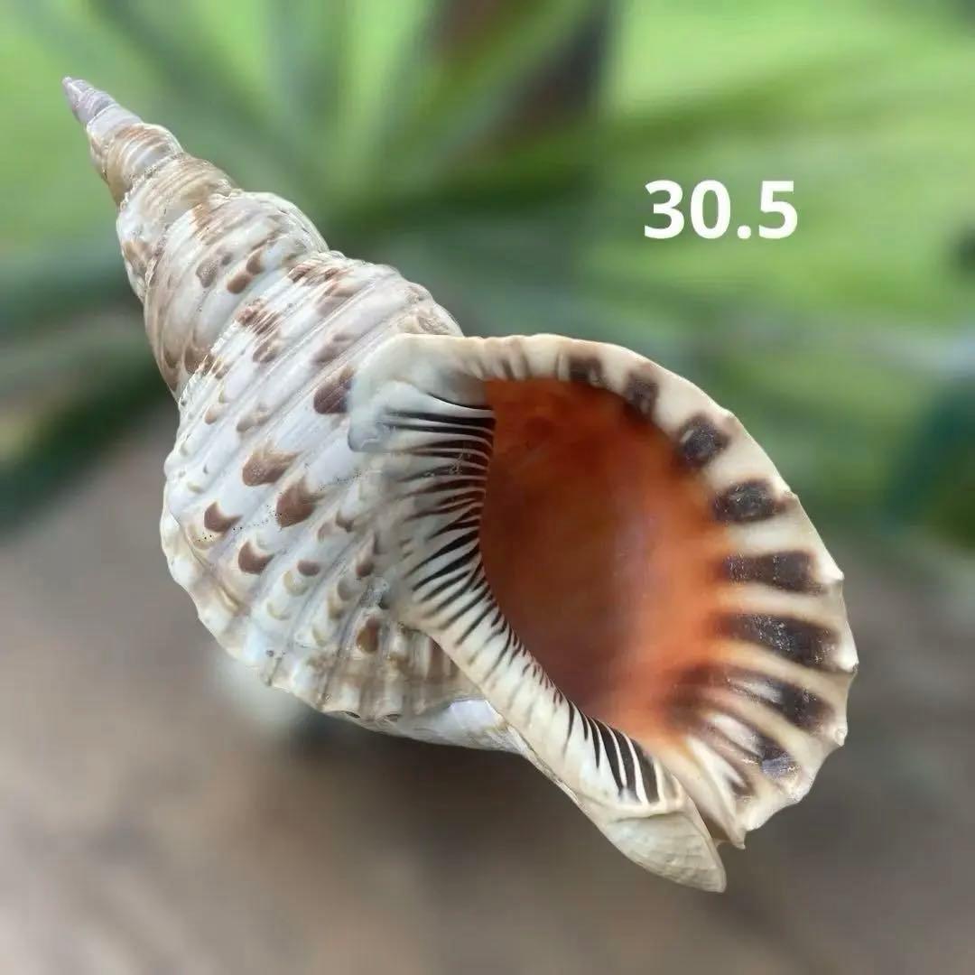 沖縄県産　法螺貝　天然ホラガイ（クリーム色×茶色模様）大型約30cm