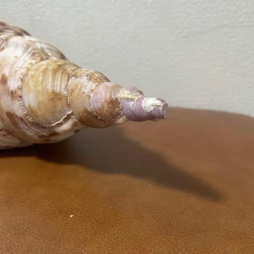 沖縄県産　法螺貝　天然ホラガイ（クリーム色×茶色模様）大型約30cm