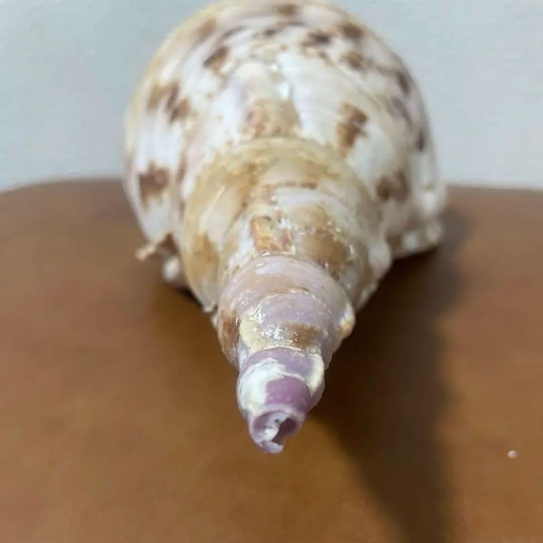 沖縄県産　法螺貝　天然ホラガイ（クリーム色×茶色模様）大型約30cm