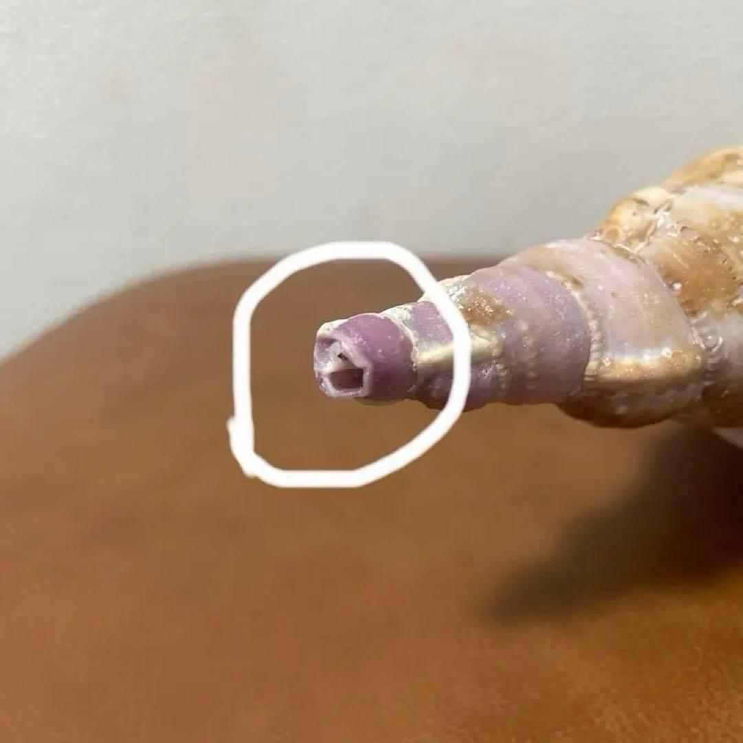 沖縄県産　法螺貝　天然ホラガイ（クリーム色×茶色模様）大型約30cm